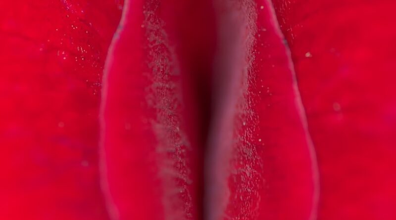 rose, petal, red-143937.jpg